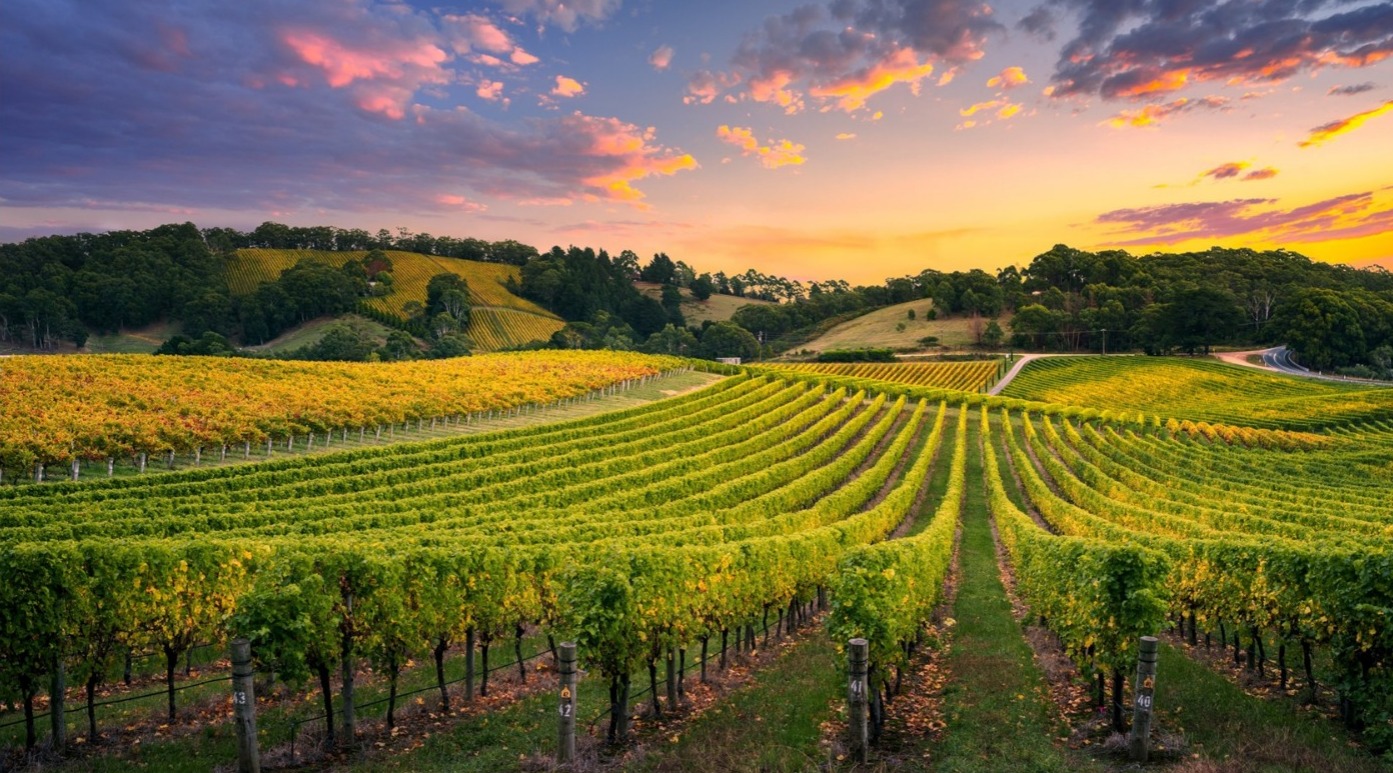 São Paulo - Brasil DNA - Rotas de Vinho