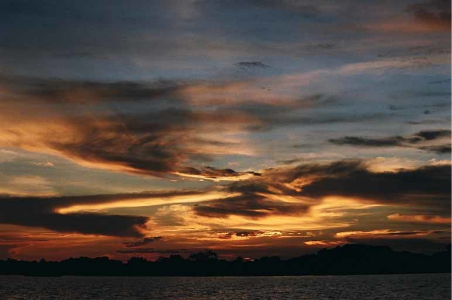 Flavors of the Amazon – The cultural richness and tastes of Amazonian cuisine
